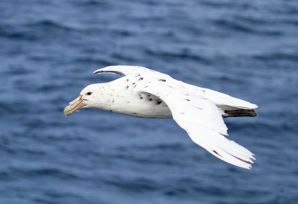 The White Morph - Heritage Collection Kaikoura Bagian luar foto